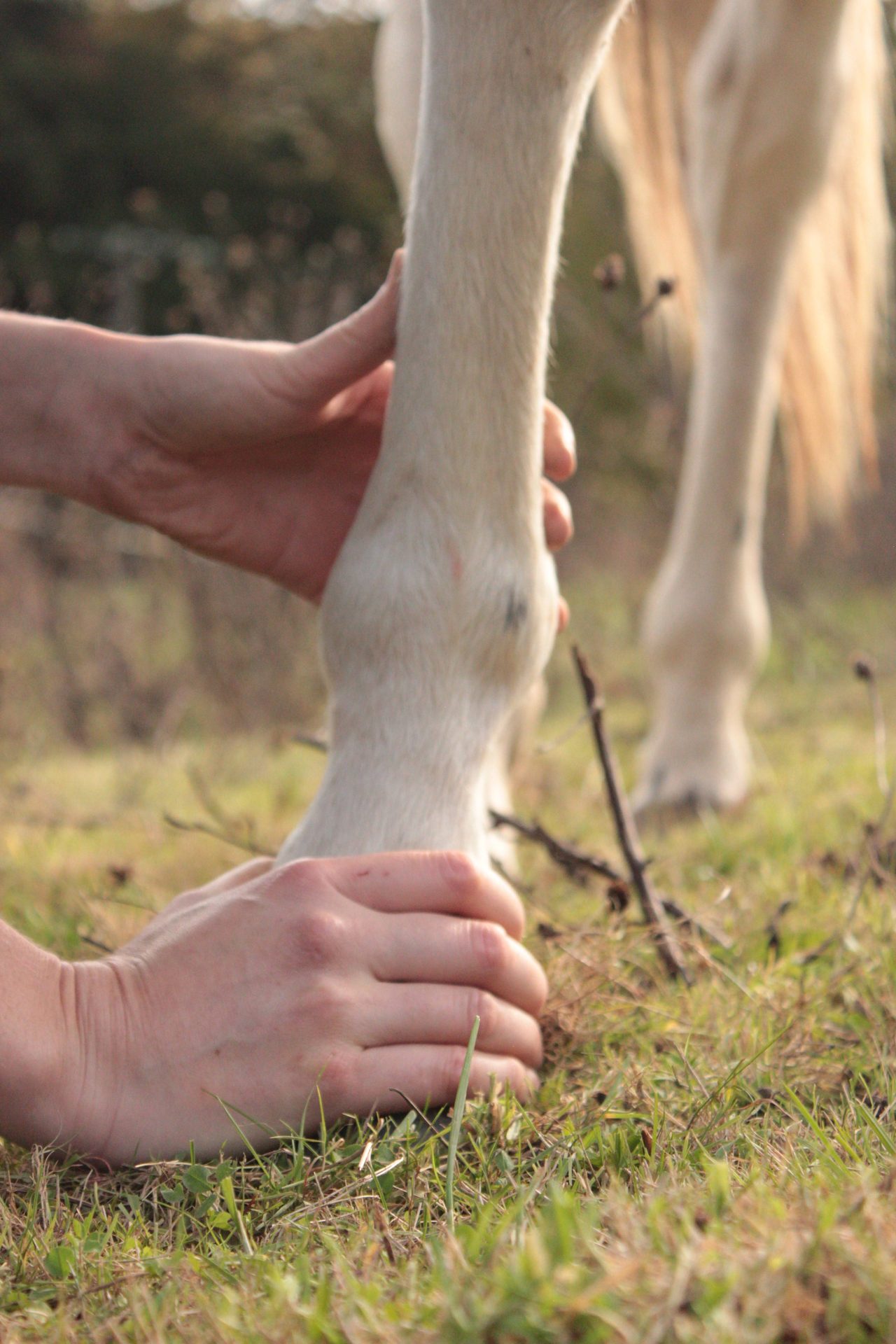 Gwen Ostéo avec un animal
