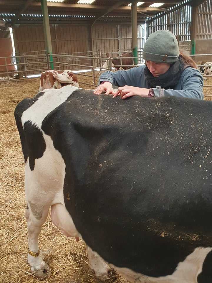 Bovin recevant un soin ostéopathique