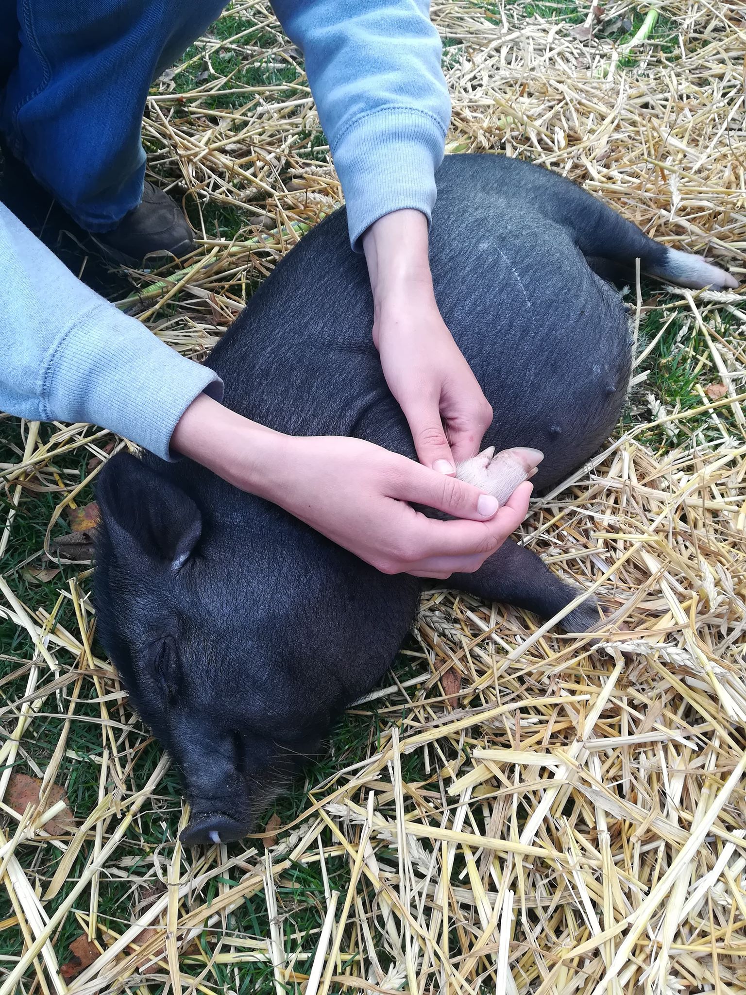 Animaux de ferme recevant un soin ostéopathique