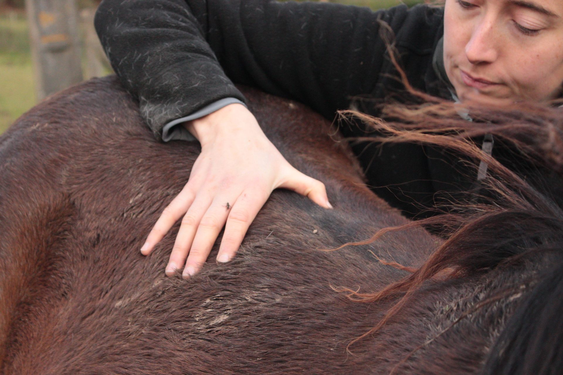 Cheval recevant un soin ostéopathique