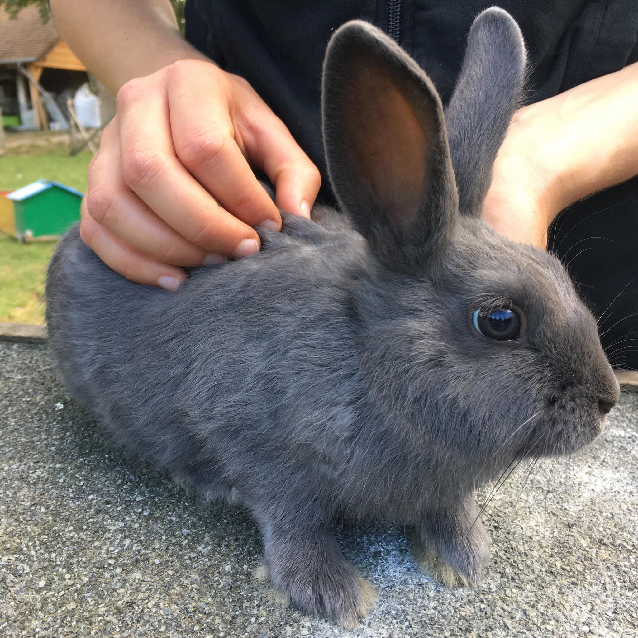 NAC (nouvel animal de compagnie) recevant un soin